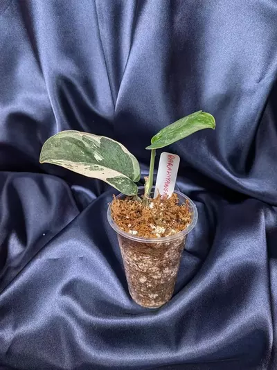 plant/Scindapsus Parahyangan-1-thumbnail