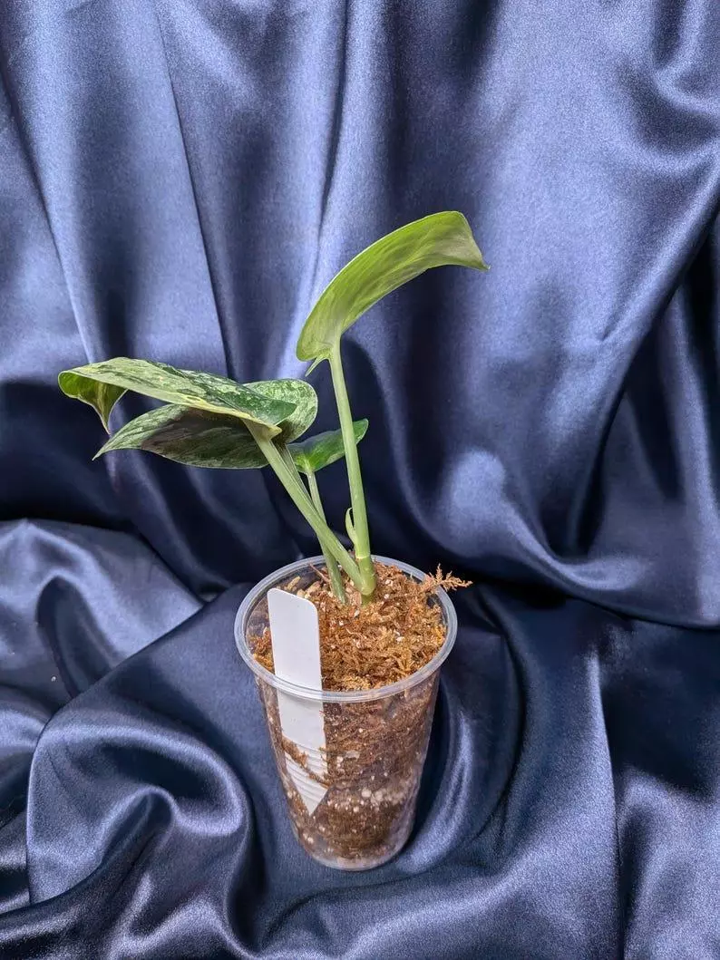 plant/Scindapsus Halimoon Salak-1