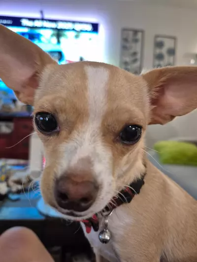 plant/Self-Watering 3" Pots, Set of Four-3-thumbnail