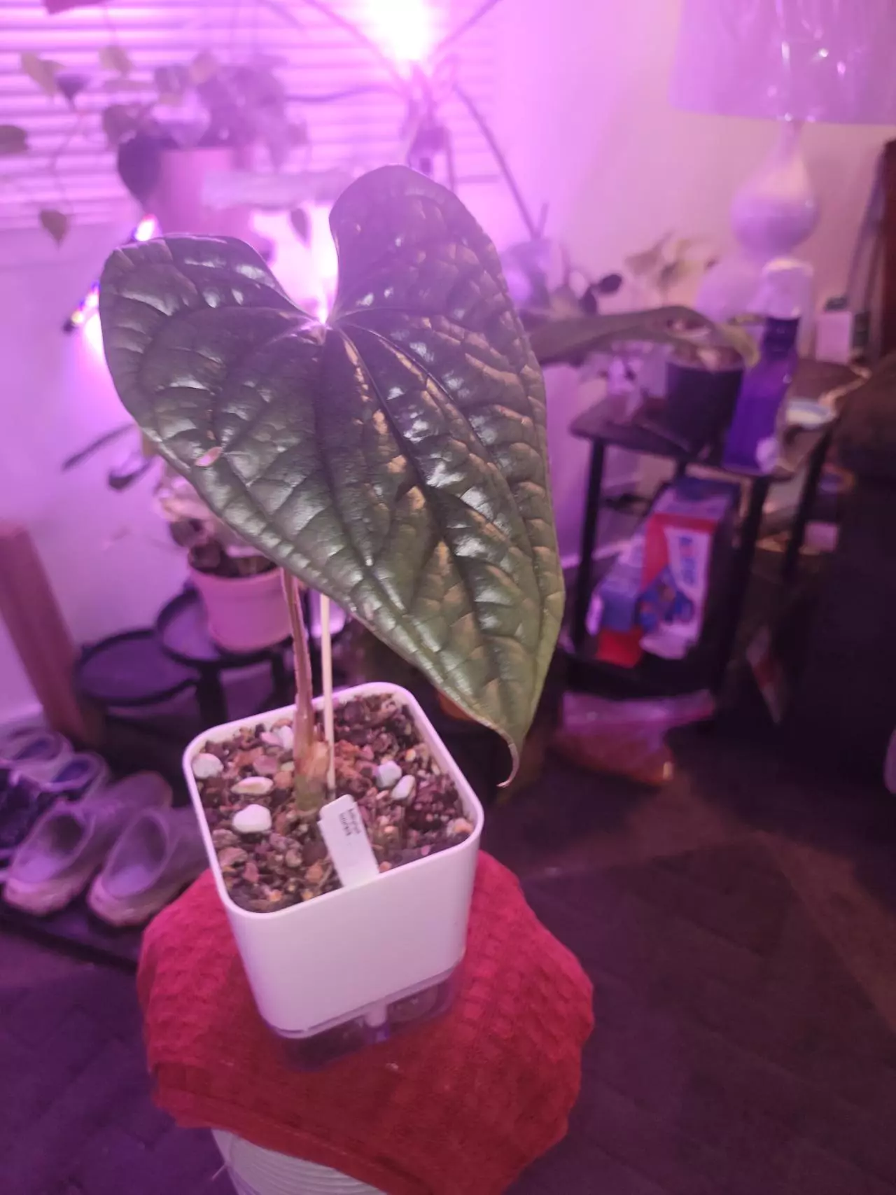 plant/💥Anthurium Luxurians-0