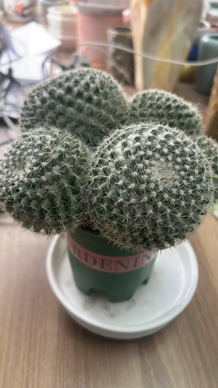 plant/P17 Mammillaria Hahniana-0
