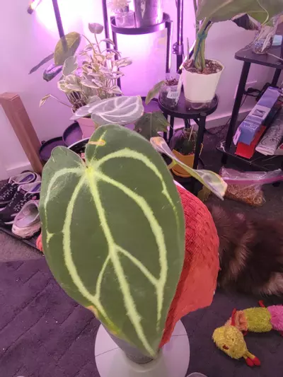 plant/Anthurium Carlablackiae-1-thumbnail