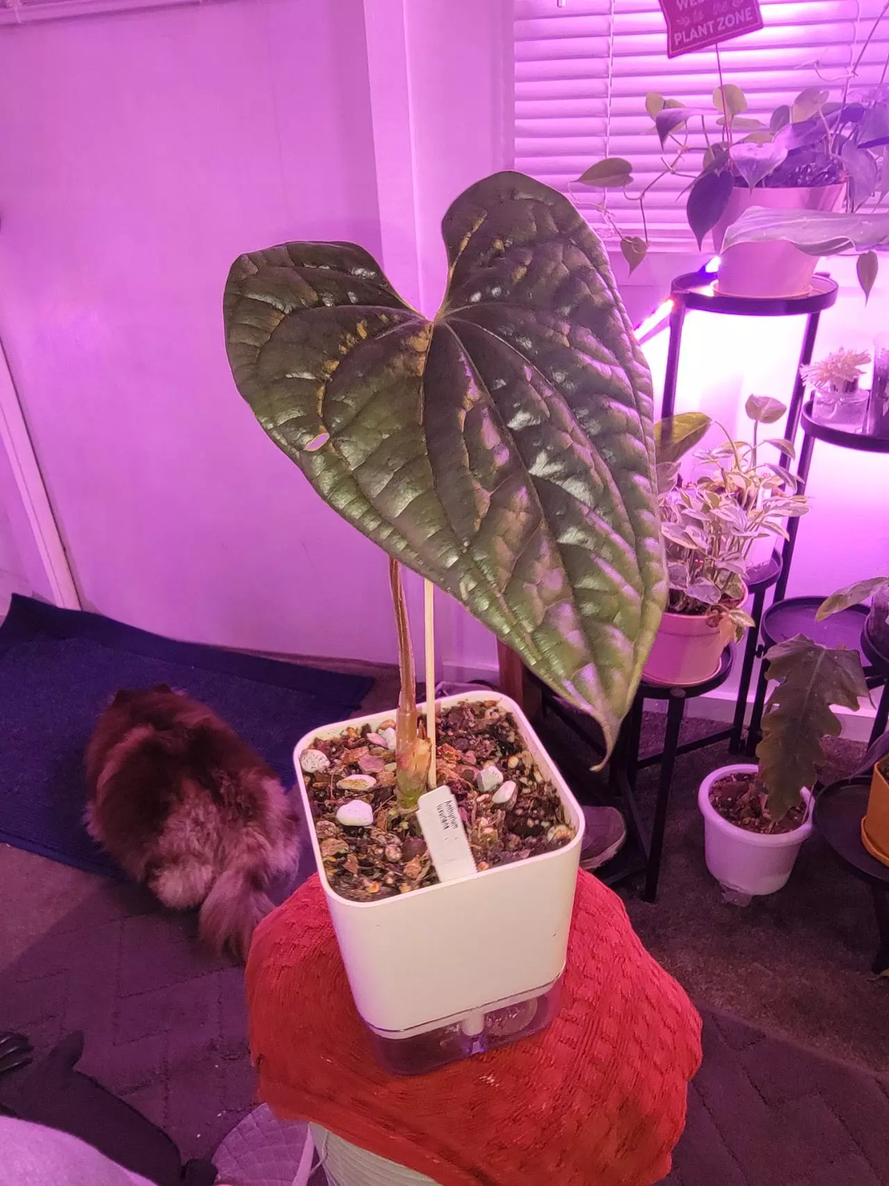 plant/💥Anthurium Luxurians-1