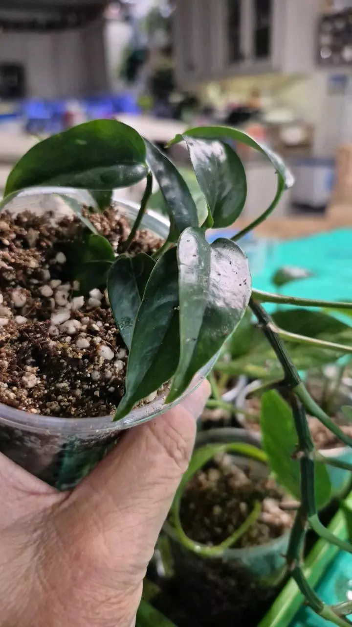 plant/🐺 8319 Epipremnum Pinnatum Yellow Flame Pothos-3