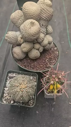 plant/Bundle worth $360-2