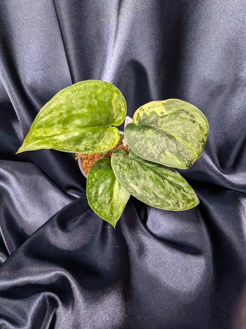 plant/Scindapsus Halimoon Salak-2