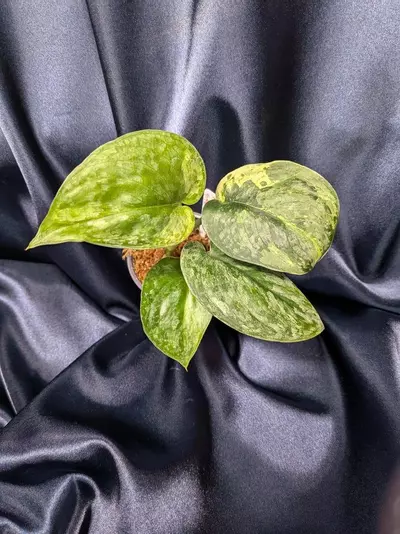 plant/Scindapsus Halimoon Salak-2-thumbnail