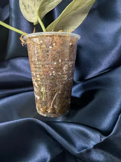 plant/Scindapsus Jade Satin Marble-2-thumbnail