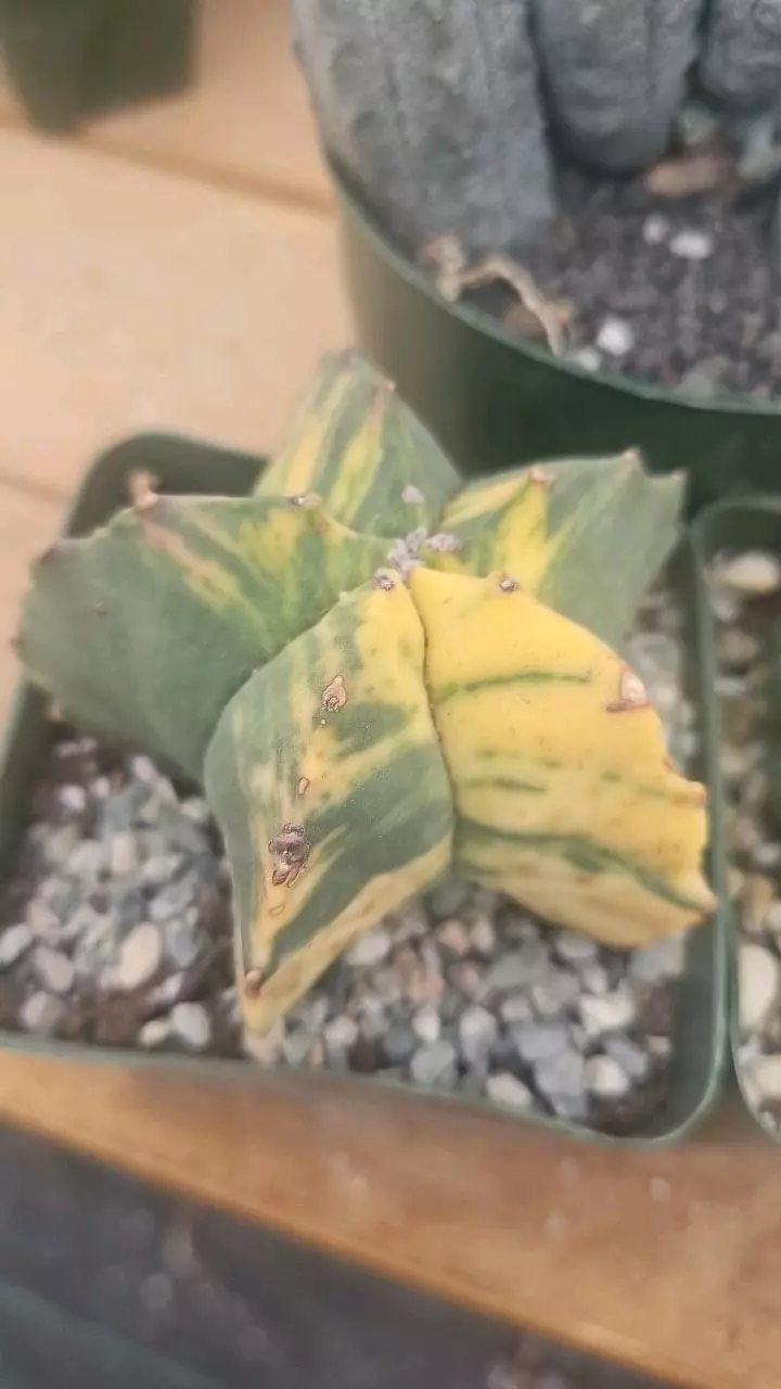 plant/Bundle worth $350-1