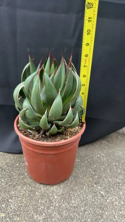 plant/Mangave Praying Hands-3-thumbnail