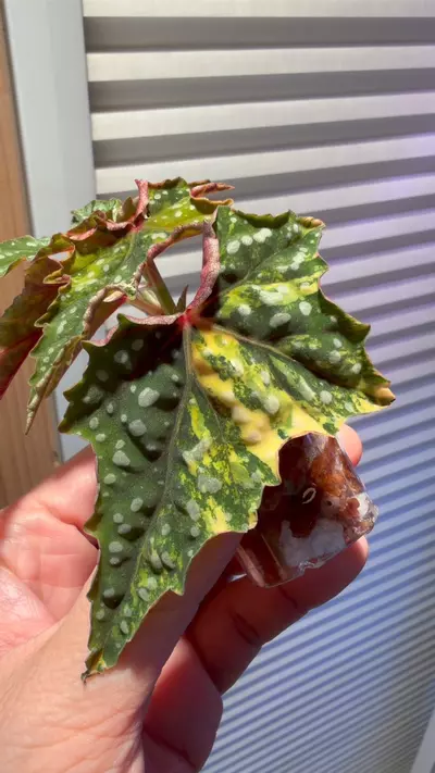 plant/Begonia Izumo no Kiraboshi Variegated fresh cutting (fresh import and cutting)-0-thumbnail