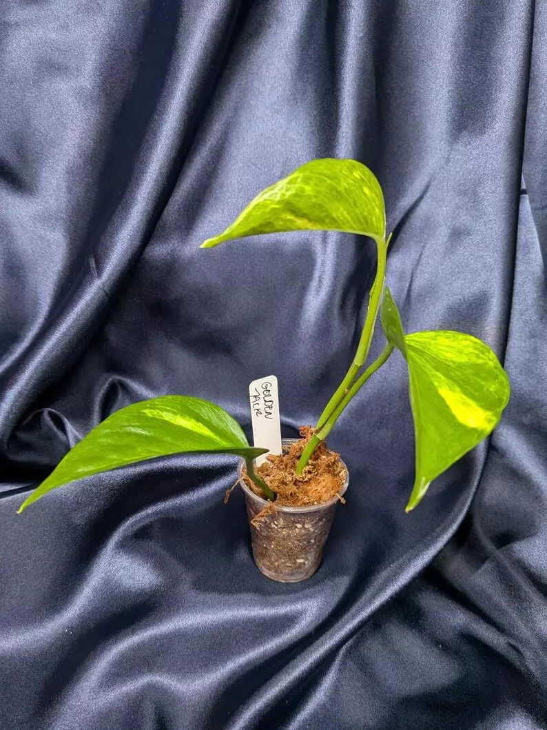 plant/Teruno Golden Jack-1