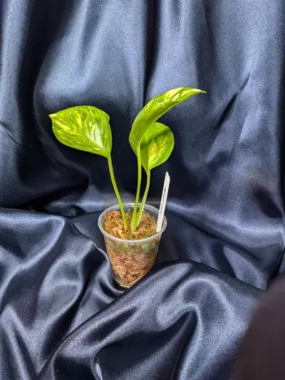 plant/Epipremnum Teruno Camouflage-3-thumbnail