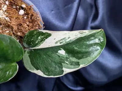 plant/Scindapsus Parahyangan-2-thumbnail