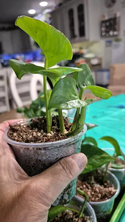 plant/🐺 8320 Epipremnum Aureum Manjula Pothos-1-thumbnail