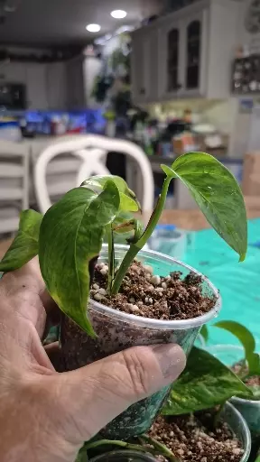plant/🐺 8321 Epipremnum Aureum Teruno #6 Carnival Pothos-2