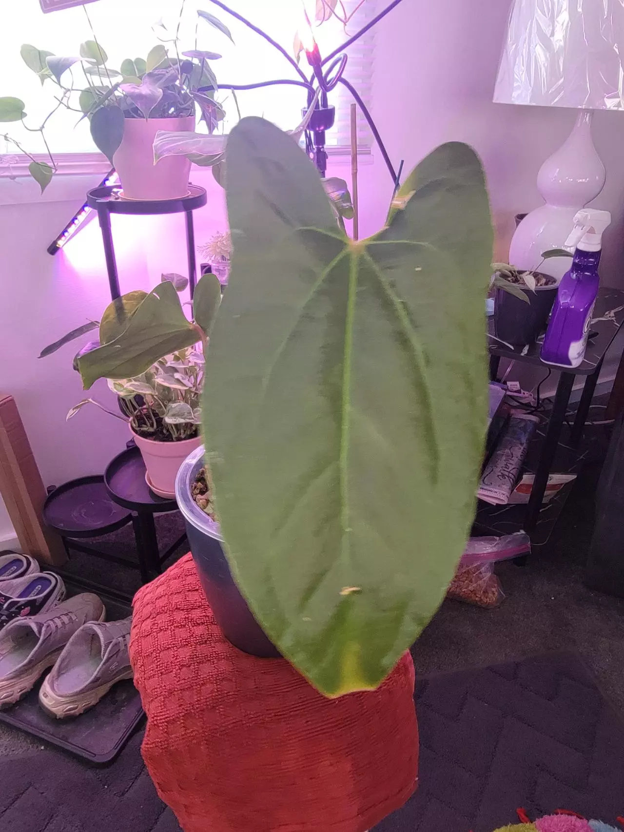 plant/💥Anthurium Jungle Dreams (Besseae aff x Pinkleyi)
Comes in planter-2