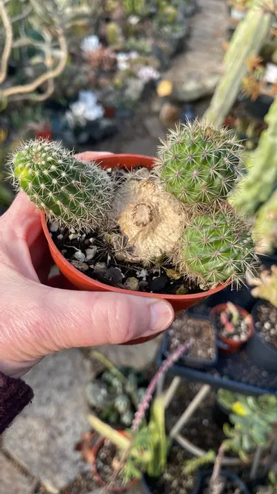 plant/Order for Plantsarwmylife-1-thumbnail