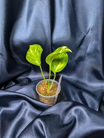 plant/Epipremnum Teruno Camouflage-1-thumbnail