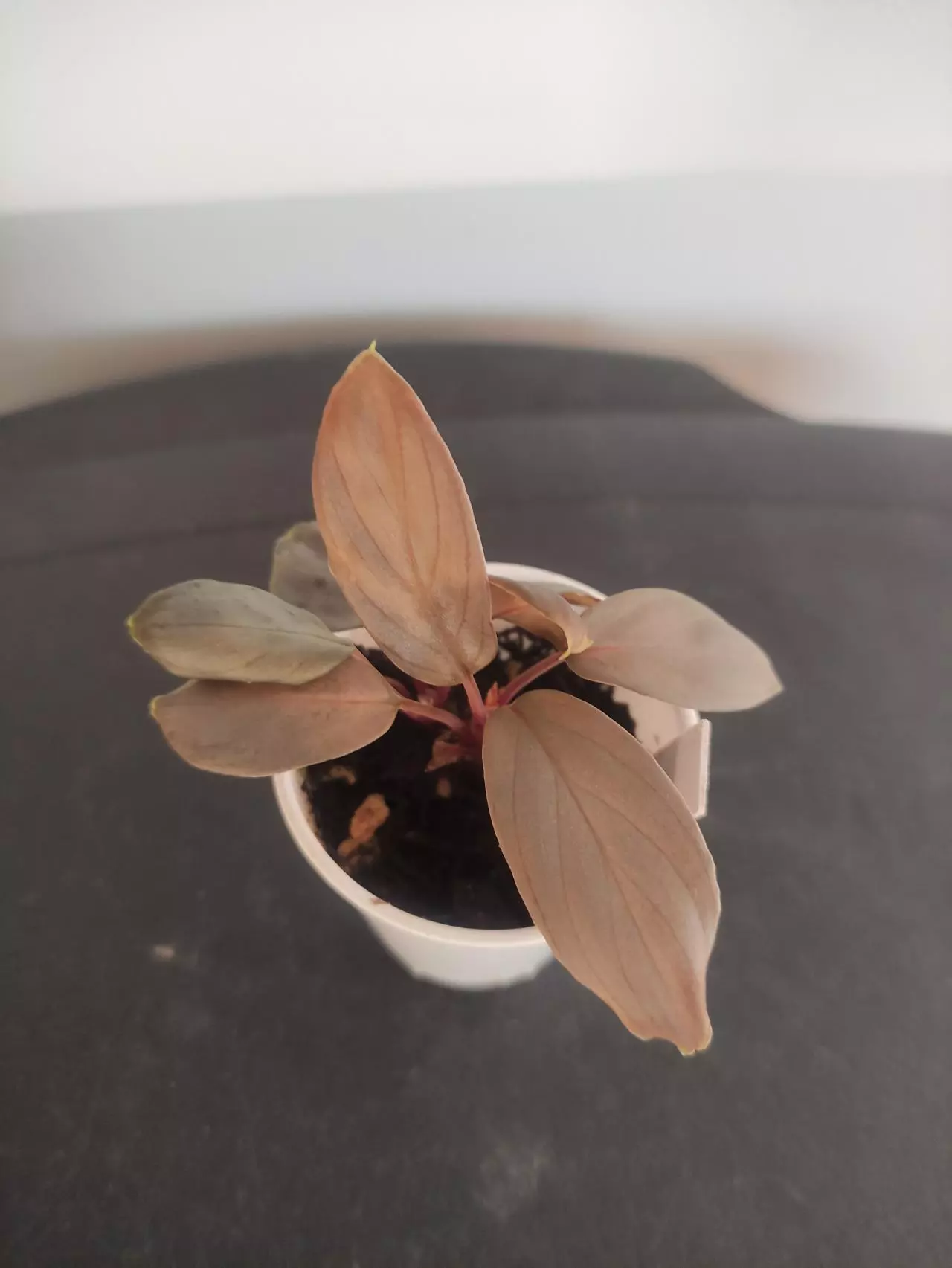 plant/Homalomena sp. Platinum velvet-7