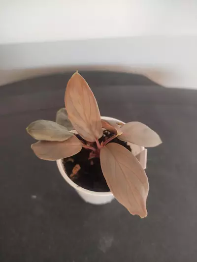 plant/Homalomena sp. Platinum velvet-7-thumbnail