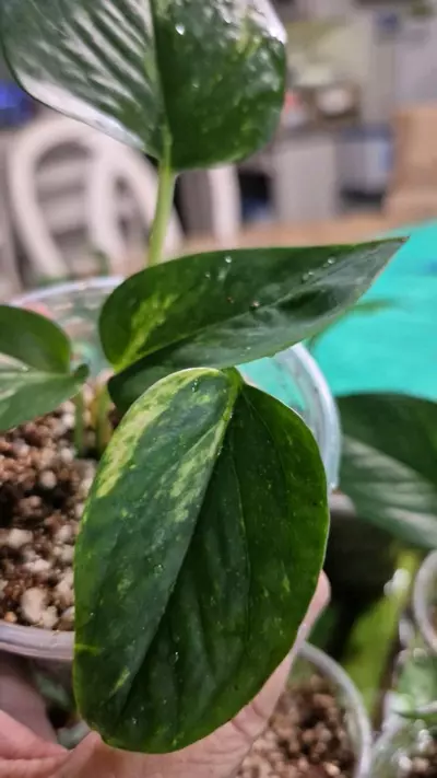 plant/🐺 8238 Epipremnum Aureum Churchill Gold Pothos-2-thumbnail