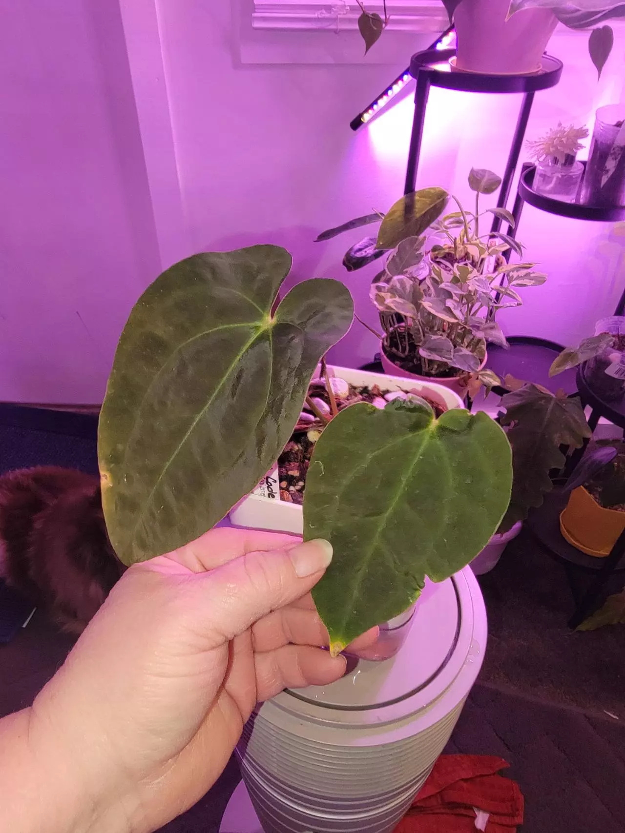 plant/💥Anthurium Terra Code
(Anth. Shuar Soul 'Inverse crossing' x papillilaminum-0