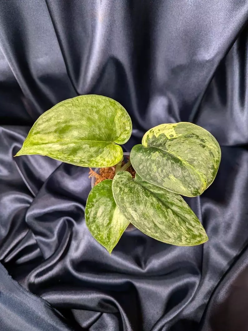 plant/Scindapsus Halimoon Salak-0