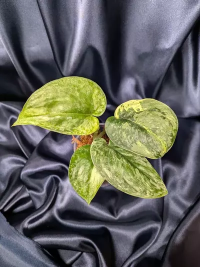 plant/Scindapsus Halimoon Salak-0-thumbnail