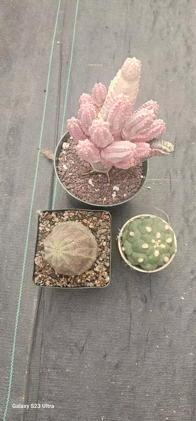 plant/Bundle worth $525-0-thumbnail