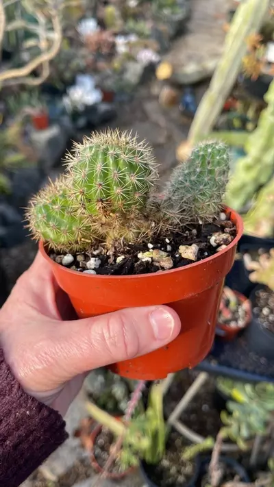 plant/Order for Plantsarwmylife-0-thumbnail