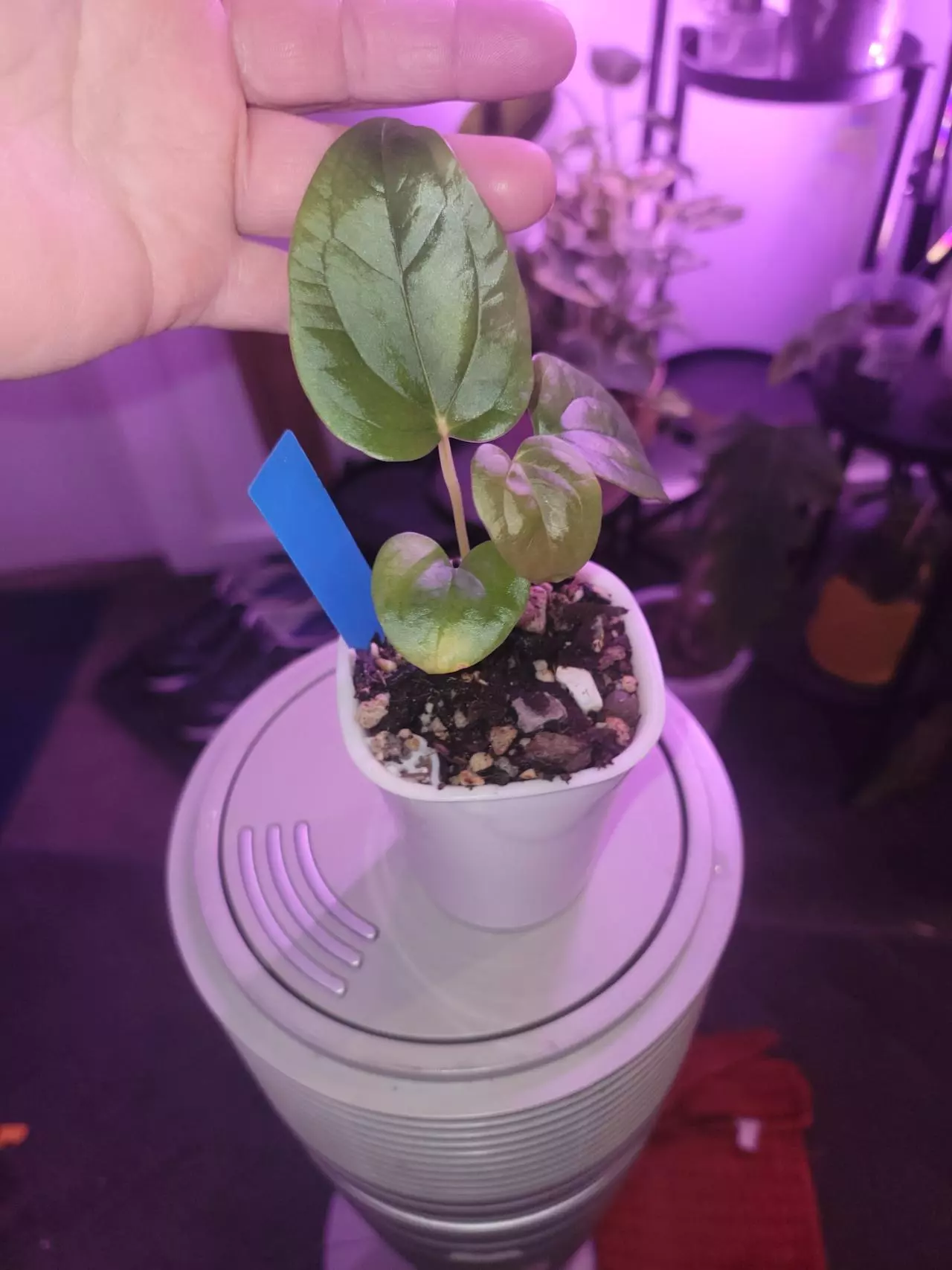 plant/💥Anthurium Blue Papillilaminum x SKG Dressleri-0