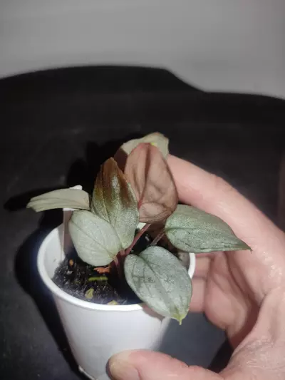 plant/Homalomena sp. Platinum velvet-3-thumbnail