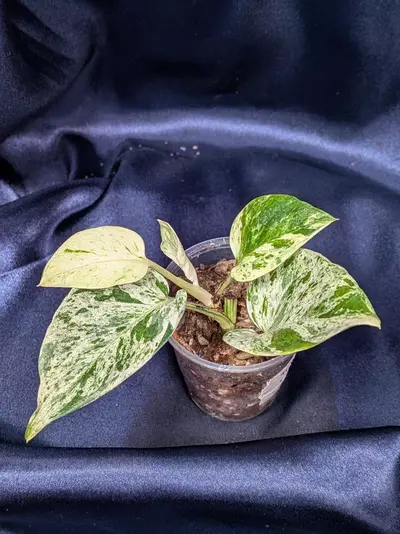 plant/Teruno Cast Epipremnum-0-thumbnail