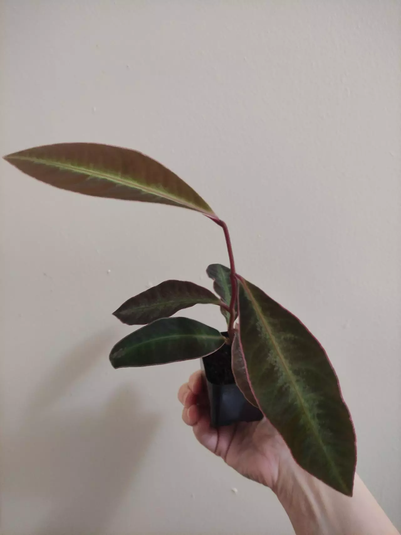 plant/Labisia sp. Stardust-1