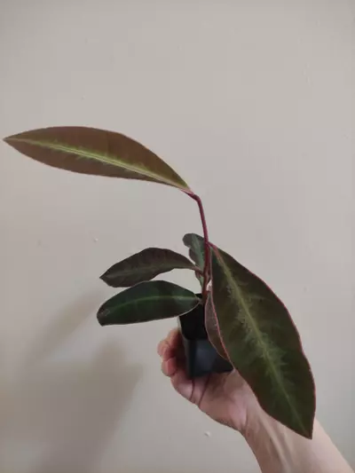 plant/Labisia sp. Stardust-1-thumbnail