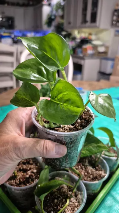 plant/🐺 8320 Epipremnum Aureum Manjula Pothos-0-thumbnail
