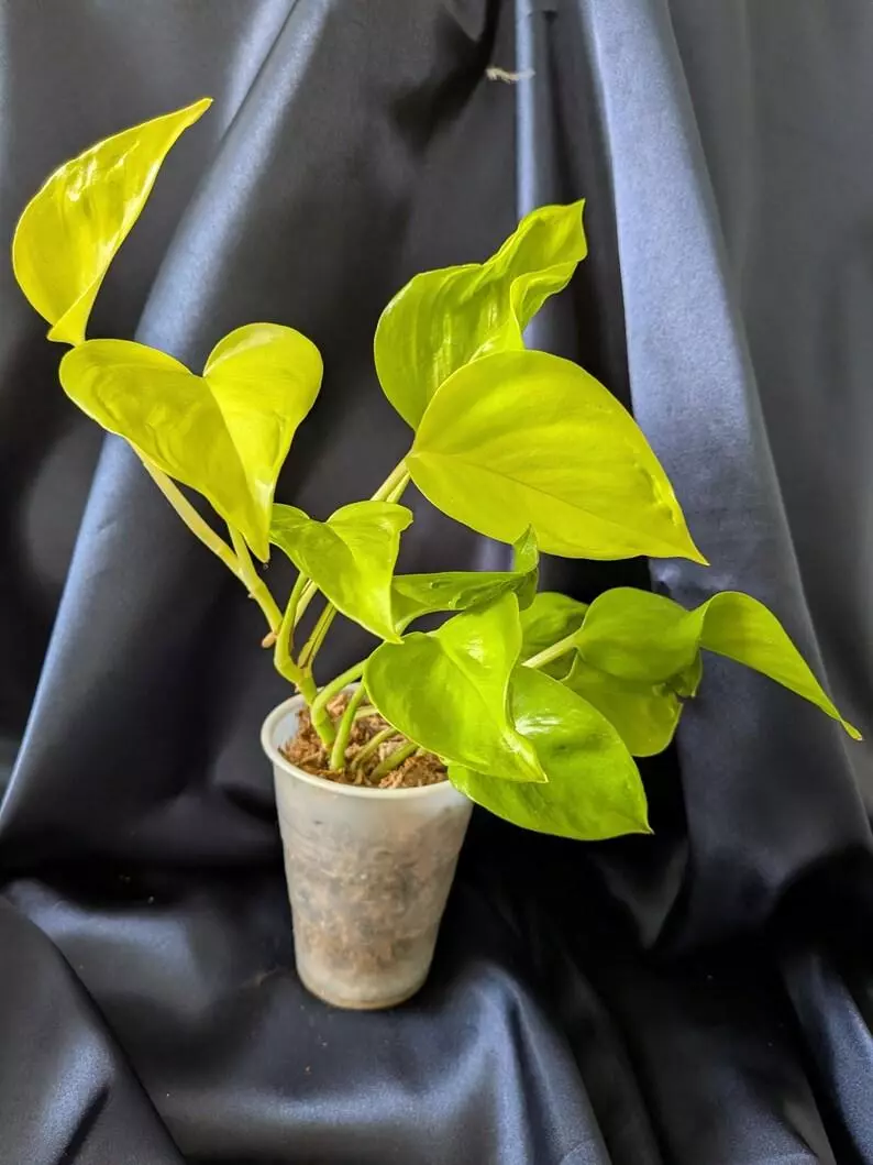 plant/Epipremnum Teruno Champs-Elysees-3