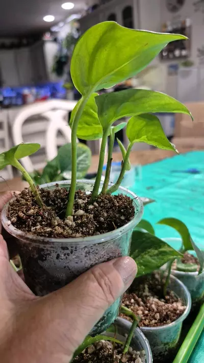 plant/🐺 8320 Epipremnum Aureum Manjula Pothos-2-thumbnail