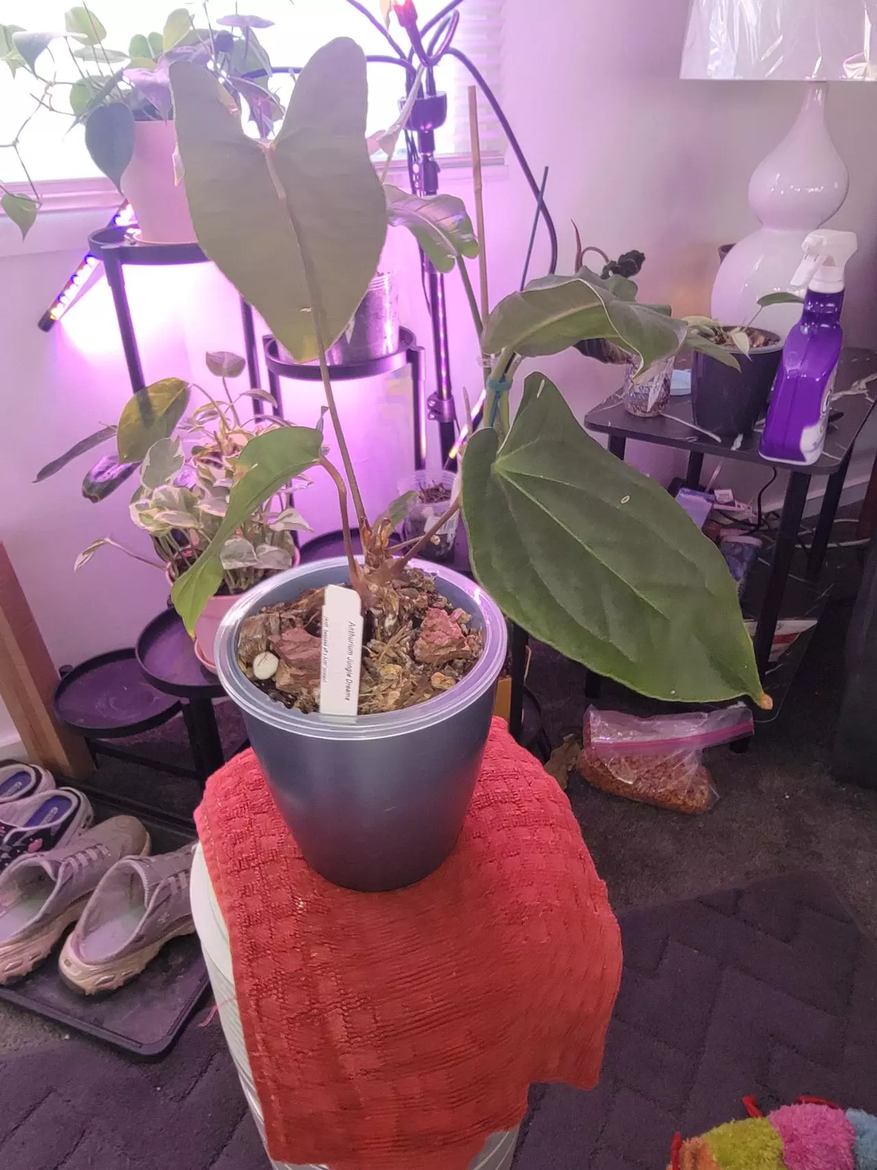 plant/💥Anthurium Jungle Dreams (Besseae aff x Pinkleyi)
Comes in planter-0