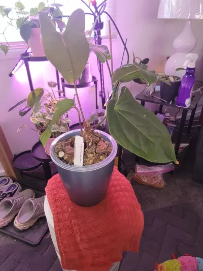 plant/💥Anthurium Jungle Dreams (Besseae aff x Pinkleyi)
Comes in planter-0-thumbnail