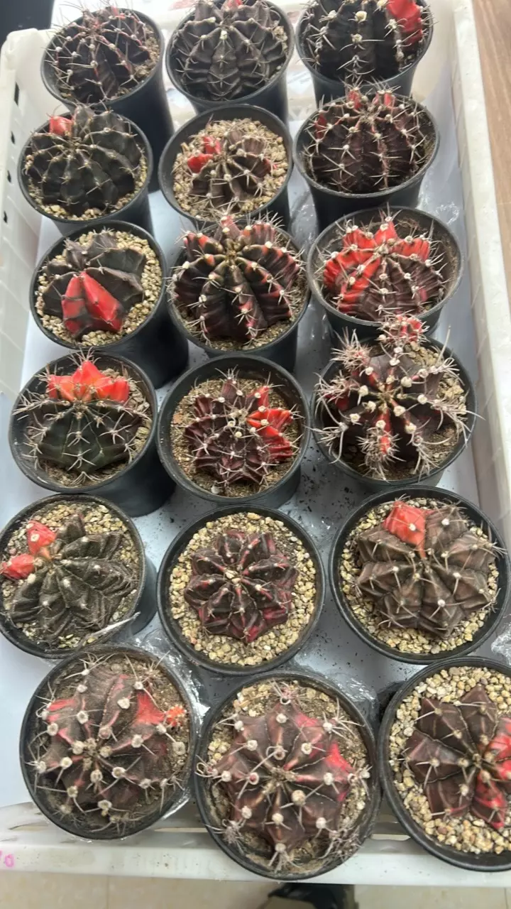 plant/P15 Mihanovichii-0