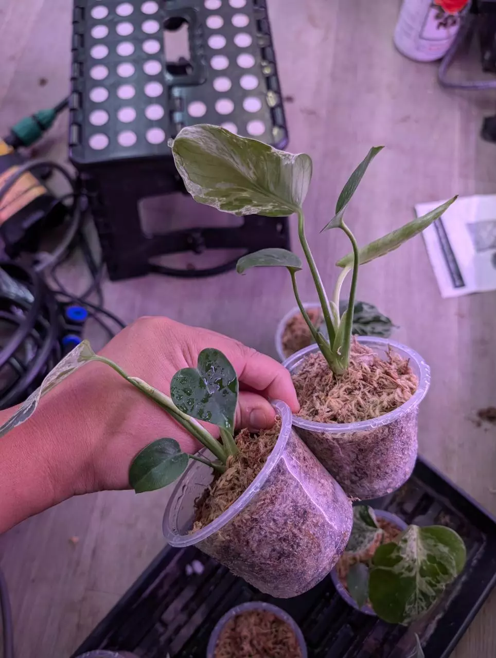 plant/Monstera Bulbasaur-4