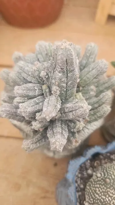 plant/Bundle worth $345-1-thumbnail