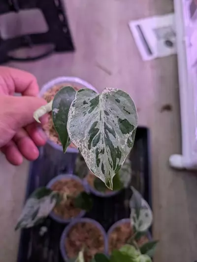 plant/Monstera Bulbasaur-2-thumbnail