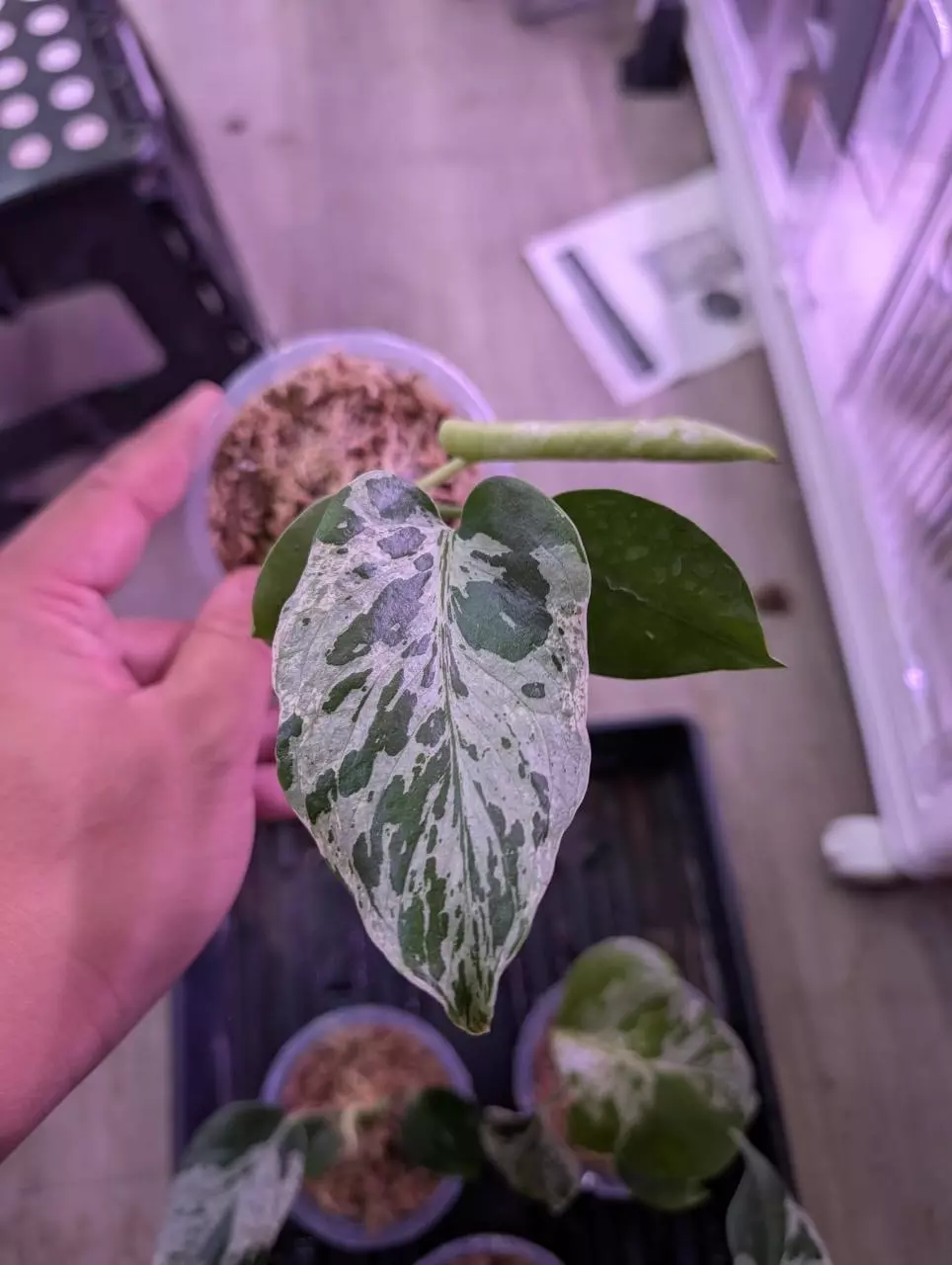 plant/Monstera Bulbasaur-0