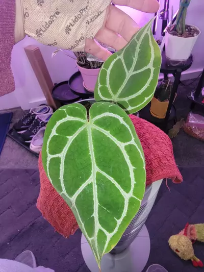 plant/Anthurium Crystallinum-0-thumbnail