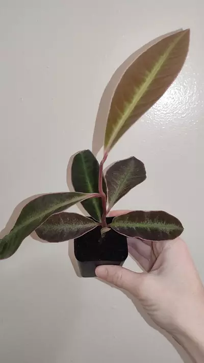 plant/Labisia sp. Stardust-0-thumbnail