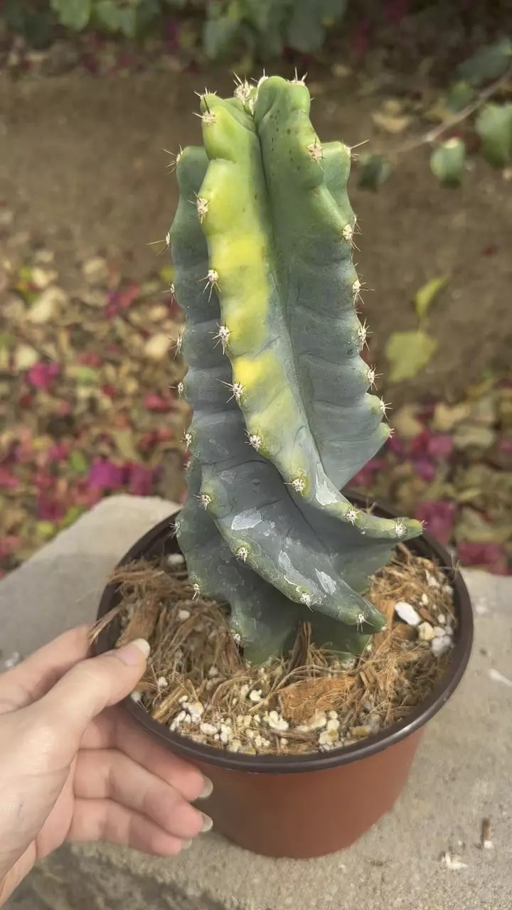 plant/2380 Variegated Cereus forbesii spiralis | Spiral Cactus | 6” Pot-2