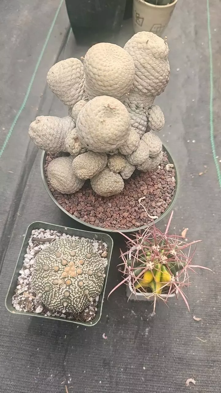 plant/Bundle worth $360-0